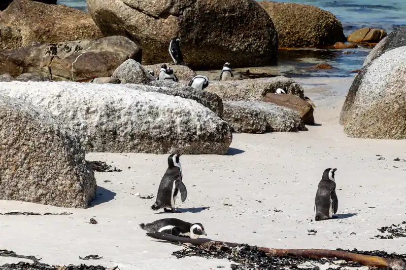 African penguins on the sand between granite boulders at Boulders Beach.