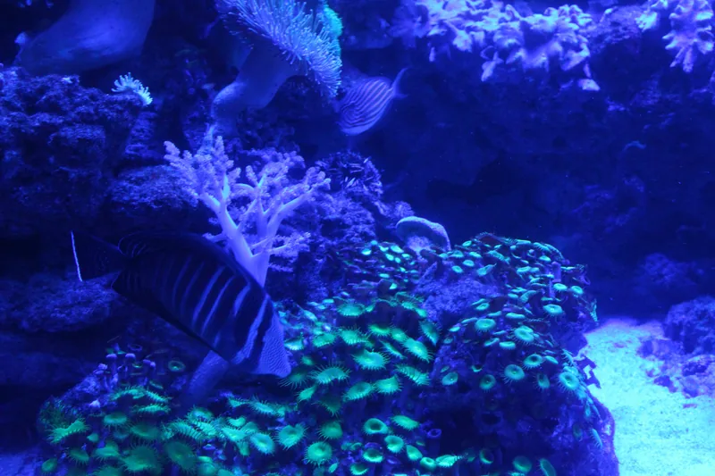 Fish and coral in a blue-lit tank at Two Oceans Aquarium.
