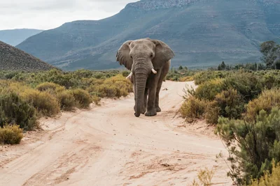 An elephant on a track at Aquila Private Game Reserve.