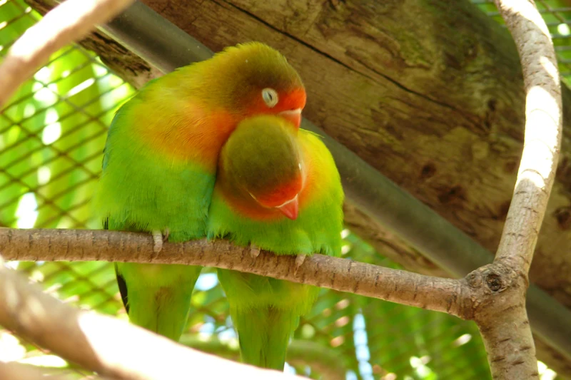 Fischer’s lovebirds at World of Birds in Hout Bay.