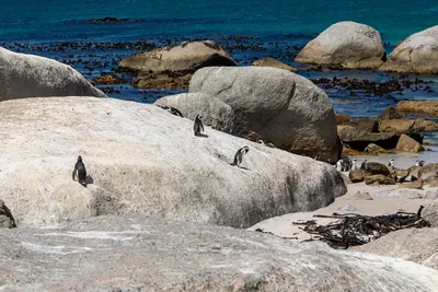 African penguins beside the boulders at Boulders Beach.