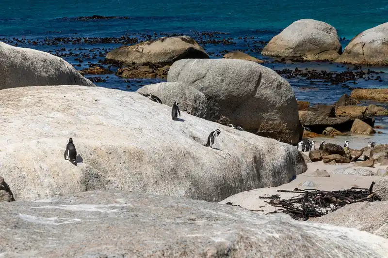 African penguins beside the boulders at Boulders Beach.